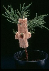 Giant Sequoia, by Elizabeth Demaray, 1997