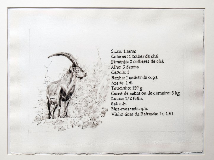 The Pyrenean ibex (Capra pyrenaica pyrenaica)